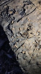 Porcellium collicola
