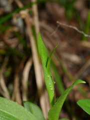 Pterostylis oliveri