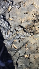 Porcellium collicola