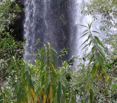 Boehmeria penduliflora