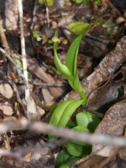 Pterostylis oliveri
