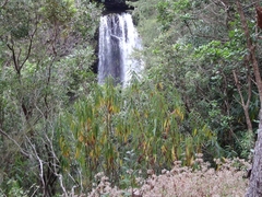 Boehmeria penduliflora