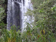 Boehmeria penduliflora