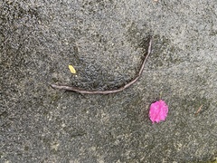 Grandisonia alternans