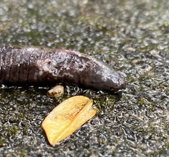 Grandisonia alternans