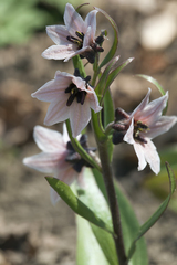 Fritillaria stenanthera