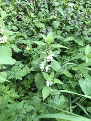 Lamium album