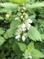 Lamium album