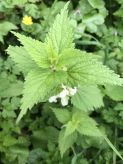 Lamium album