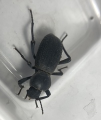 Cryptoglossa muricata