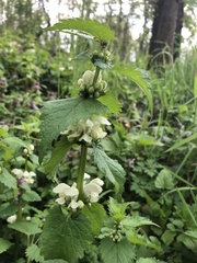 Lamium album