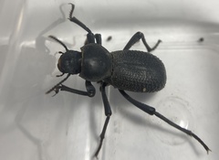 Cryptoglossa muricata