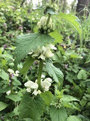 Lamium album
