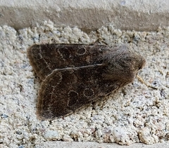 Orthosia populeti