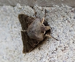Orthosia populeti