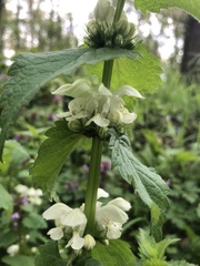Lamium album