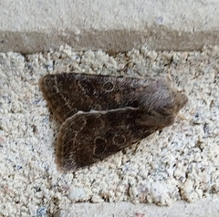 Orthosia populeti