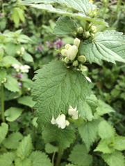 Lamium album