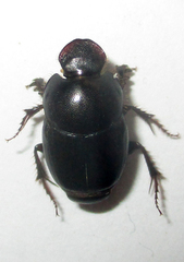 Euonthophagus carbonarius
