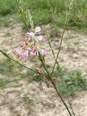 Oenothera sinuosa
