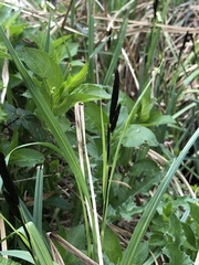 Carex acutiformis