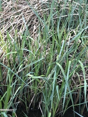 Carex acutiformis