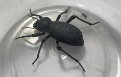 Cryptoglossa muricata