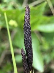 Carex acutiformis