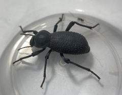 Cryptoglossa muricata