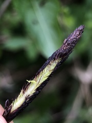 Carex acutiformis