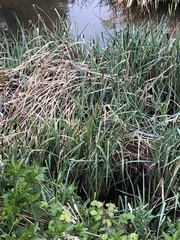 Carex acutiformis