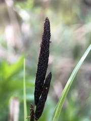 Carex acutiformis
