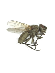 Muscidae
