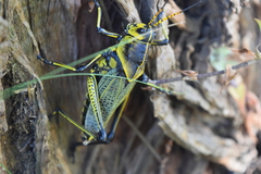 Taeniopoda tamaulipensis