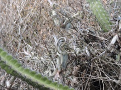 Tillandsia intermedia