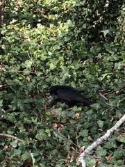 Corvus corone