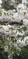 Prunus × lannesiana
