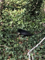 Corvus corone