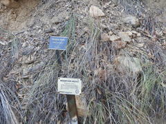 Muhlenbergia montana