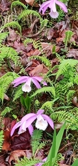 Pleione formosana