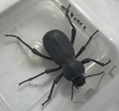 Cryptoglossa muricata