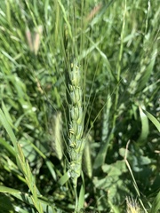 Triticum aestivum