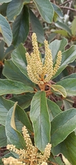 Clethra scabra