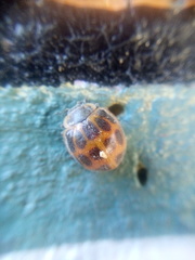 Epilachna paenulata