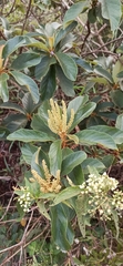 Clethra scabra