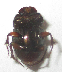 Onthophagus vinctus
