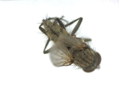 Muscidae