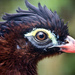 Nocturnal Curassow - Photo (c) Jelle Oostrom, some rights reserved (CC BY-SA)