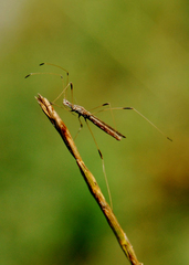 Neides tipularius