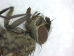 Muscidae